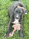 Sir Waylon of the Night - Photo 4