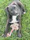 Sir Waylon of the Night - Photo 5