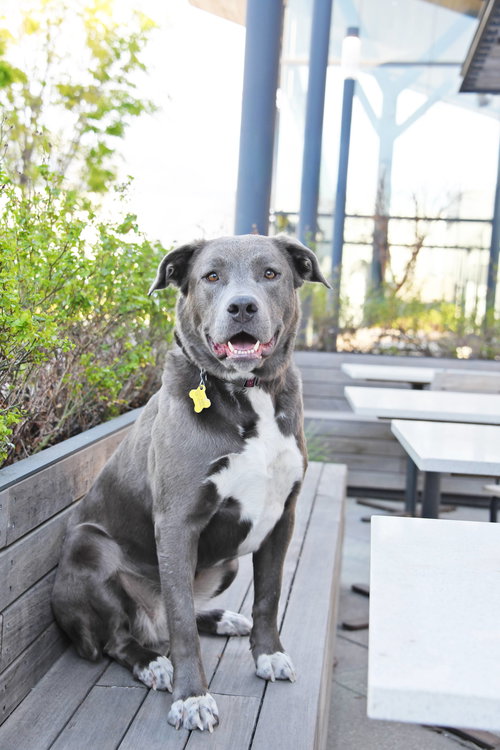 Sittka, an adoptable Labrador Retriever in Sandy, UT