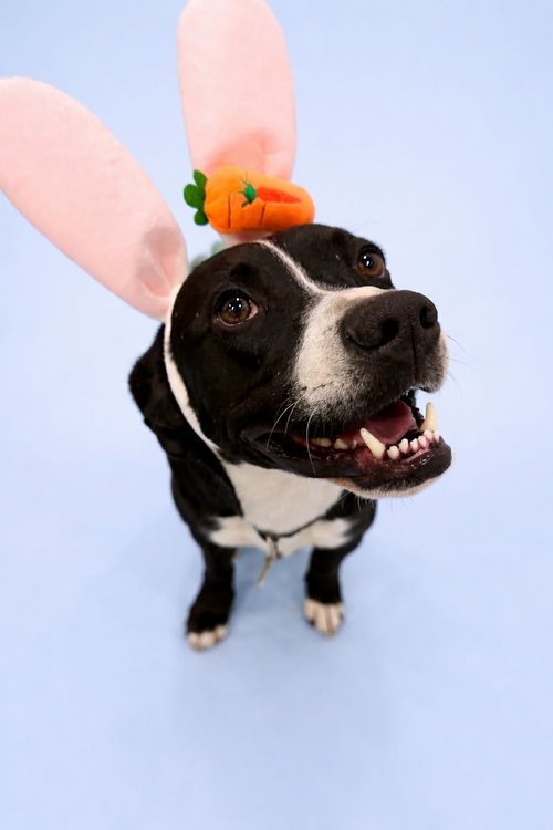 Wiggle, an adoptable Pit Bull Terrier in Sandy, UT