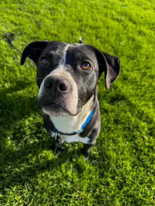 picture of the dog needing adoption