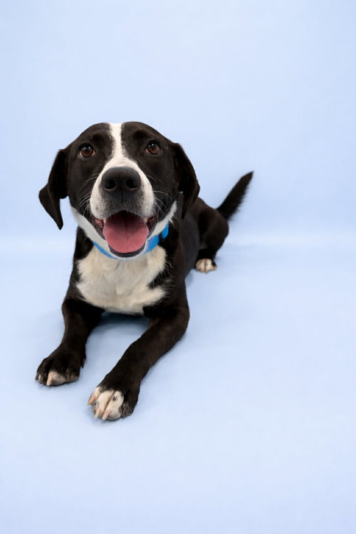 Wobble, an adoptable Pit Bull Terrier in Sandy, UT