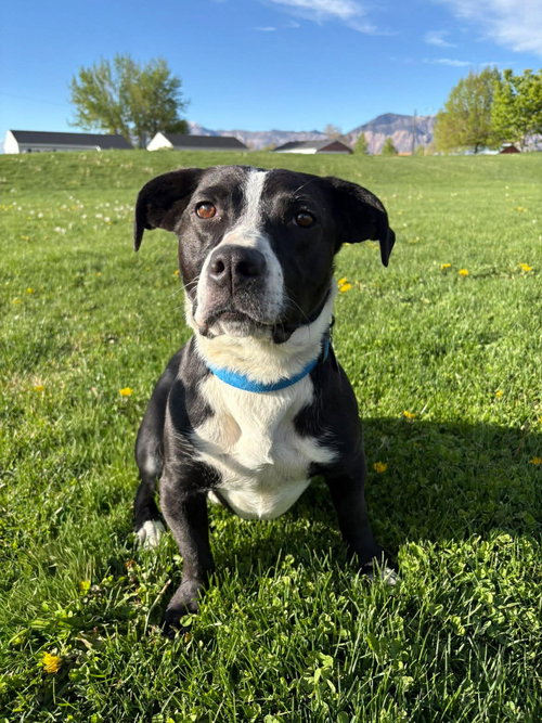 picture of the dog needing adoption
