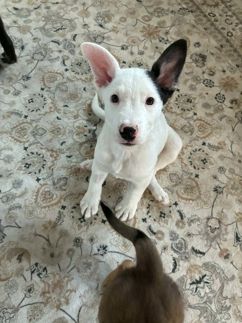 Everestt, an adoptable Shepherd in Sandy, UT