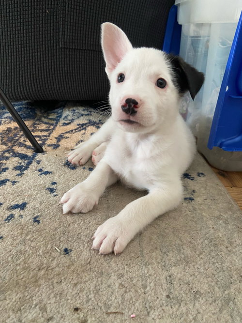Everestt, an adoptable Shepherd in Sandy, UT