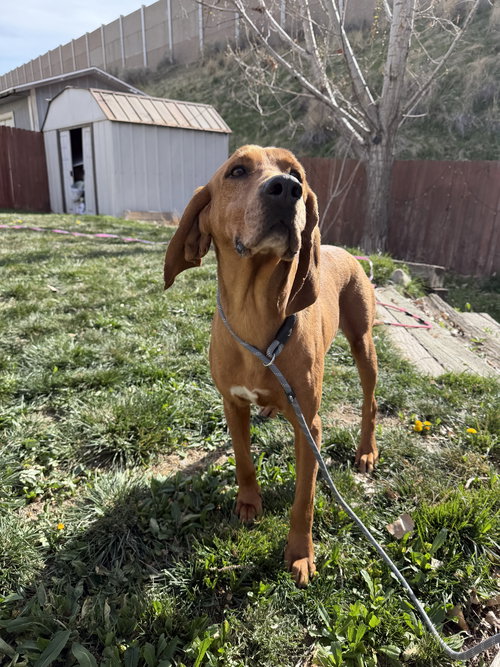 Wyndle, an adoptable Hound in Sandy, UT