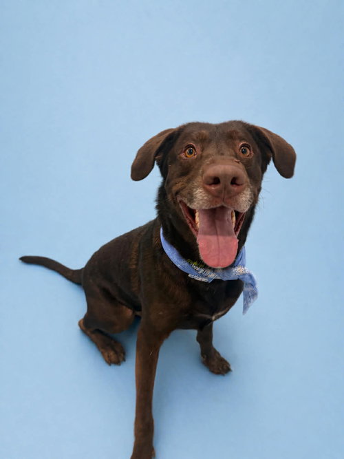 Otto Bot, an adoptable Labrador Retriever in Sandy, UT