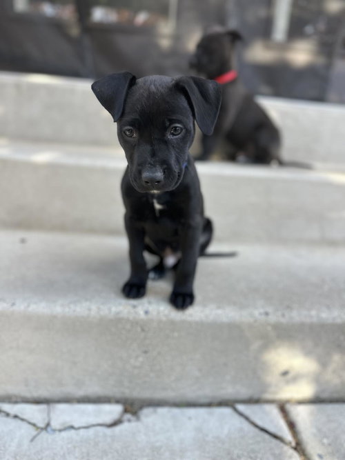 Blue Arlo, an adoptable Pit Bull Terrier in Sandy, UT