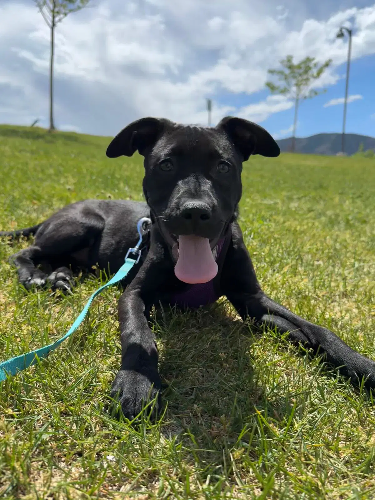 Blue Arlo - Pit Bull Terrier