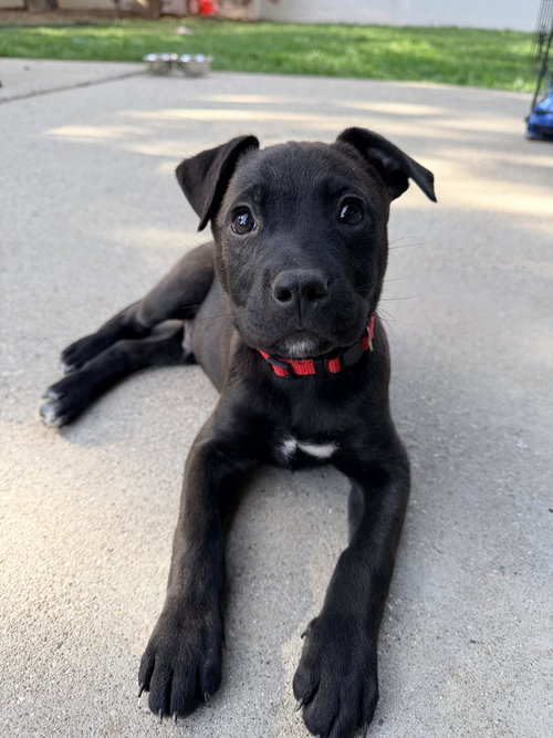 Red Milo, an adoptable Pit Bull Terrier in Sandy, UT