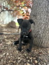 Red Milo