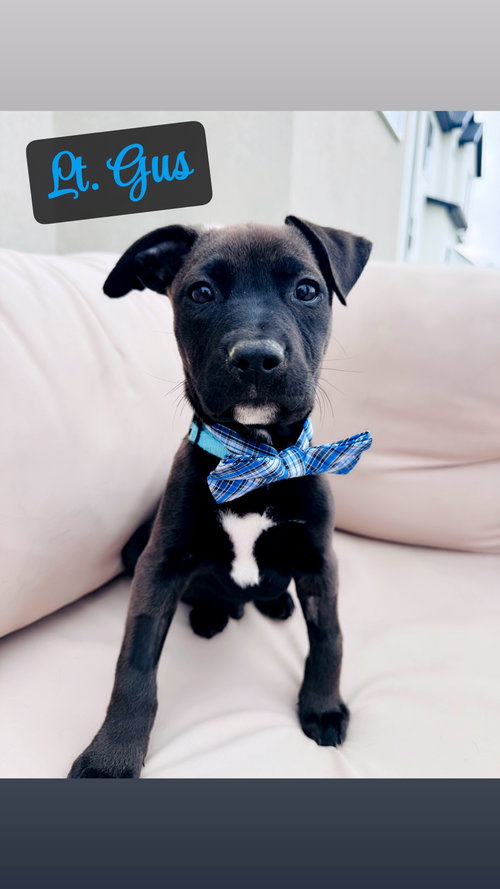 Light Blue Gus, an adoptable Pit Bull Terrier in Sandy, UT