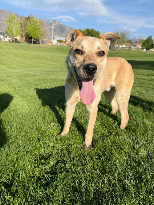 Alfredo, an adoptable Cattle Dog in Sandy, UT