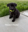 Reuse it Rocky