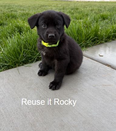 Reuse it Rocky, an adoptable Labrador Retriever in Sandy, UT