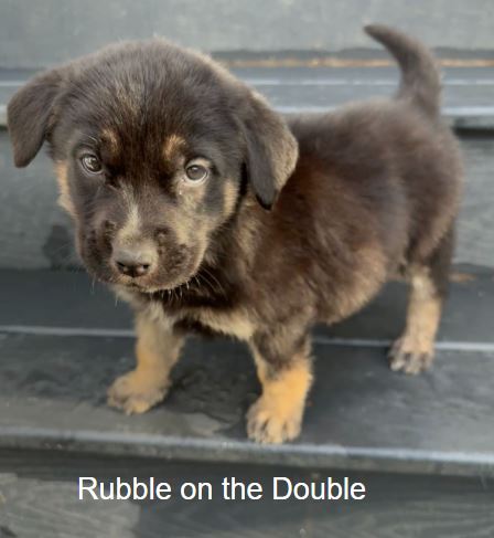 Rubble on the Double, an adoptable Labrador Retriever in Sandy, UT