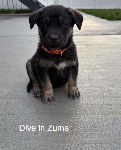 Dive in Zuma, an adoptable Labrador Retriever in Sandy, UT