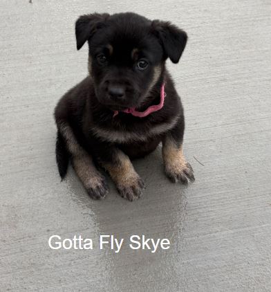Gotta Fly Skye, an adoptable Labrador Retriever in Sandy, UT