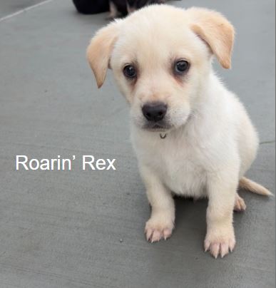 Roaring Rex, an adoptable Labrador Retriever in Sandy, UT