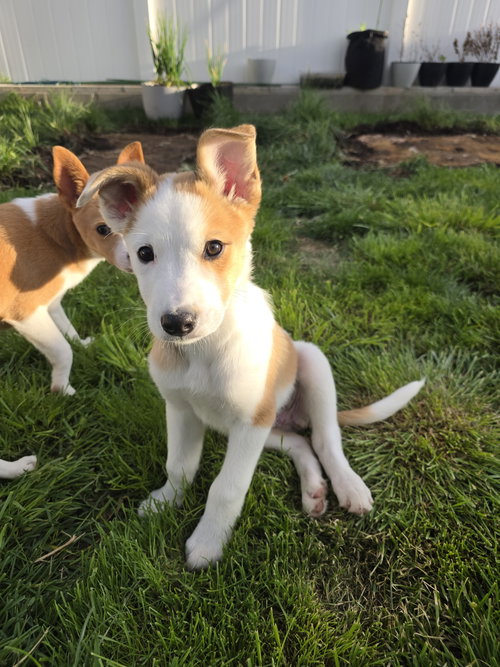 Buttah, an adoptable Collie in Sandy, UT