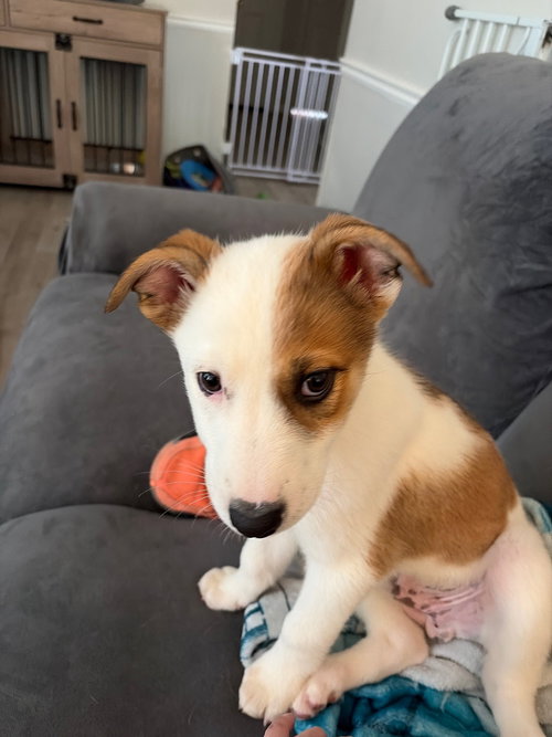 Sir Balto, an adoptable Collie in Sandy, UT
