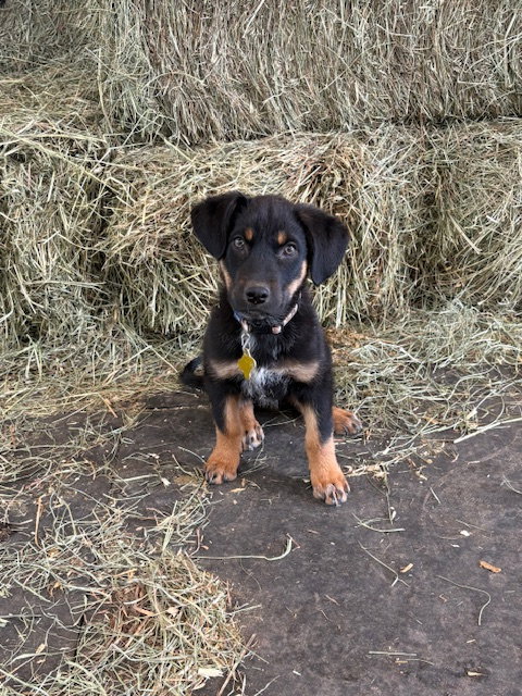 Gunna, an adoptable Collie in Sandy, UT
