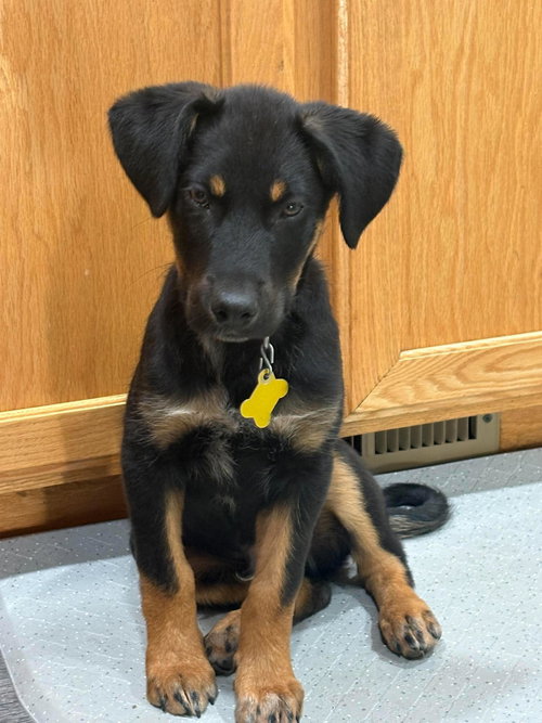 Gunna, an adoptable Collie in Sandy, UT