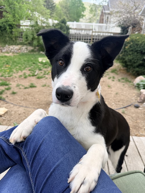 Samira, an adoptable Border Collie in Sandy, UT