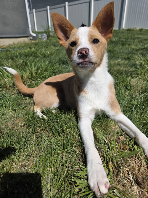 Toastee, an adoptable Collie in Sandy, UT