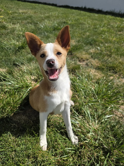 Toastee, an adoptable Collie in Sandy, UT