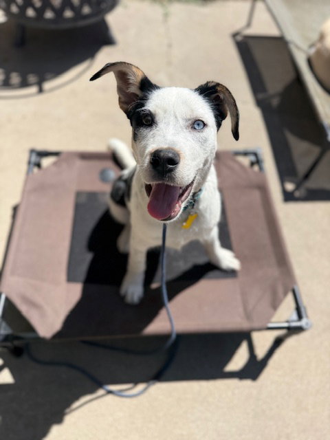 Gizmita, an adoptable Australian Cattle Dog in Sandy, UT