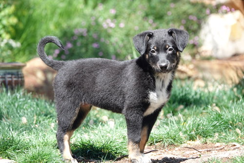 Grizzy, an adoptable Collie in Sandy, UT