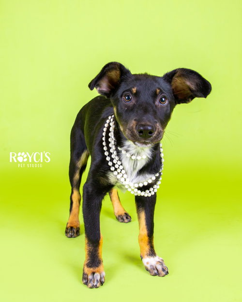 Grizzy, an adoptable Collie in Sandy, UT