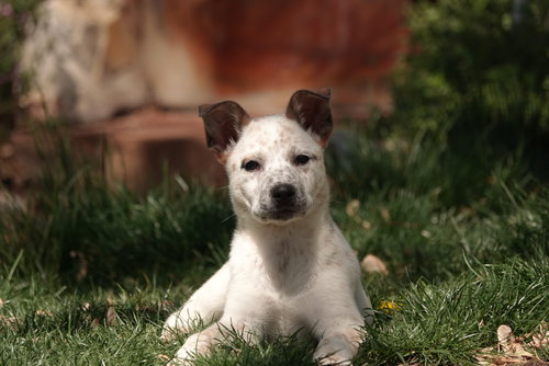 Hamiltonn, an adoptable Collie in Sandy, UT