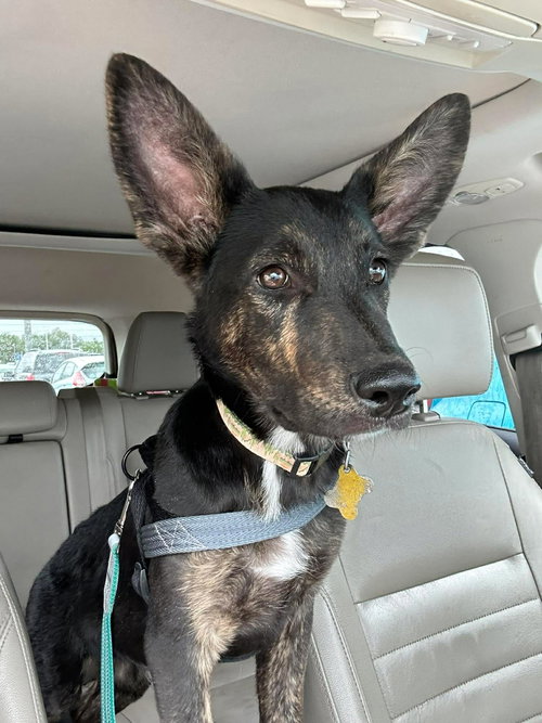 Hawthorn, an adoptable Shepherd in Sandy, UT