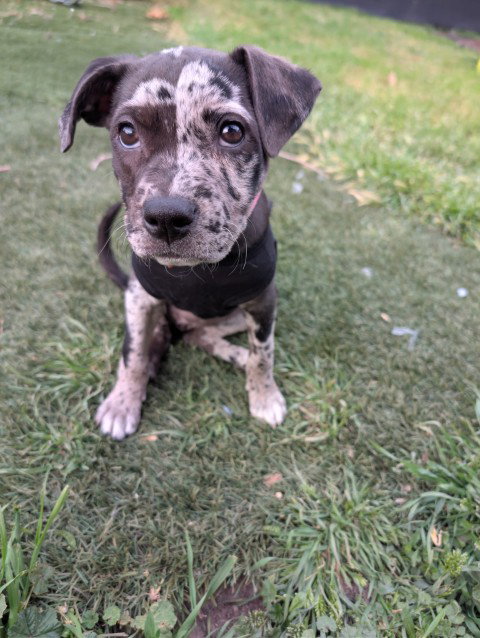 Little Rock, an adoptable Pit Bull Terrier in Sandy, UT