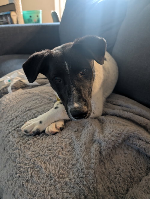 Winne Foster, an adoptable Border Collie in Sandy, UT