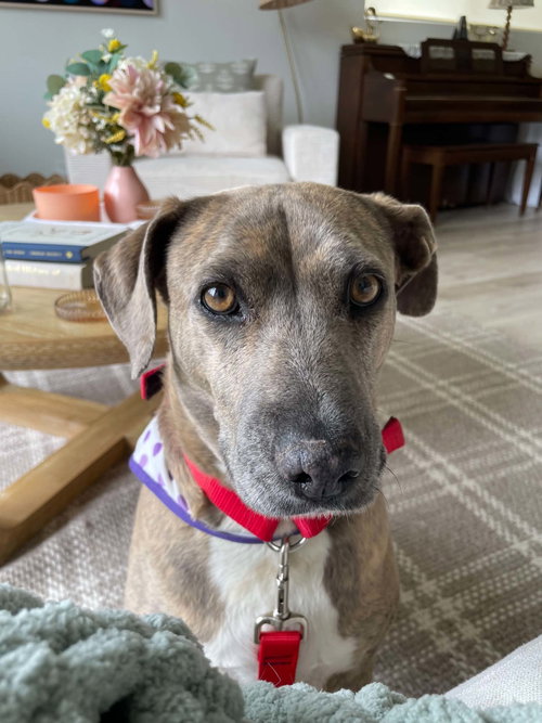 Mo Mia, an adoptable Unknown breed in Sandy, UT