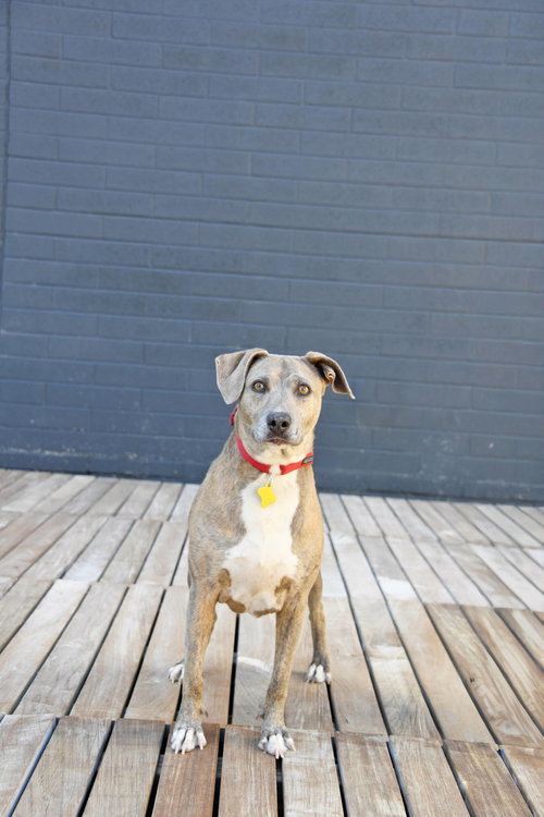 Mo Mia, an adoptable Unknown breed in Sandy, UT