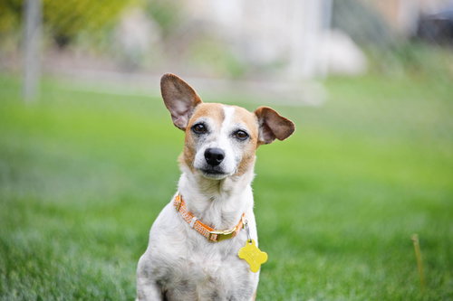 Luddy, an adoptable Chihuahua in Sandy, UT