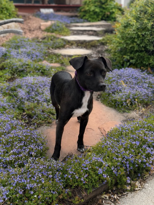 Millie May, an adoptable Chihuahua in Sandy, UT