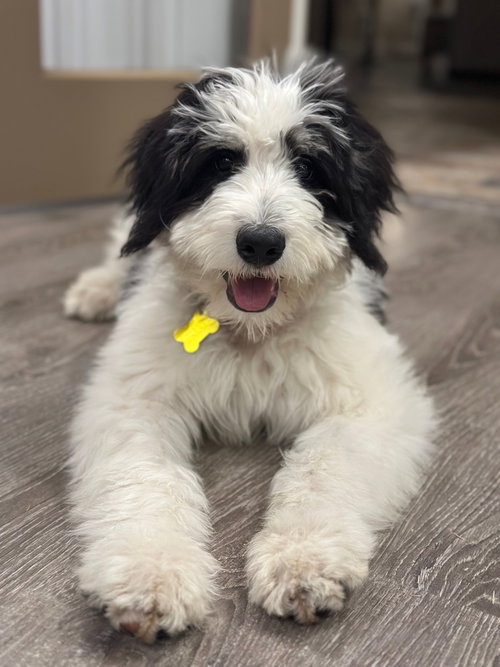 Broono, an adoptable Bernese Mountain Dog in Sandy, UT