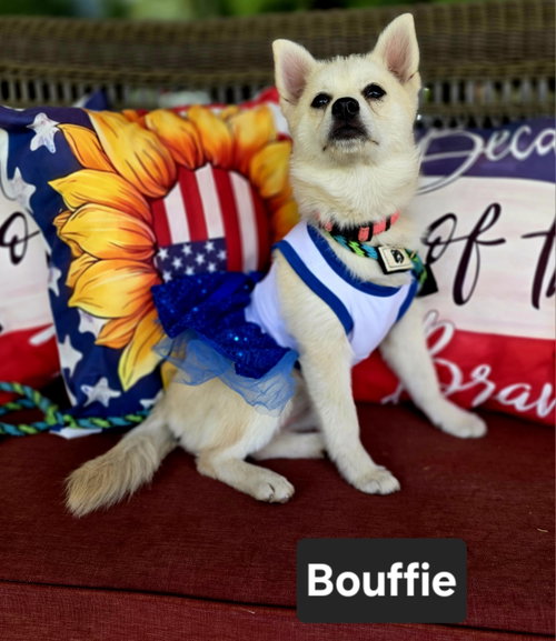 Bouffie, an adoptable Husky in Sandy, UT