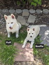 Bouffie