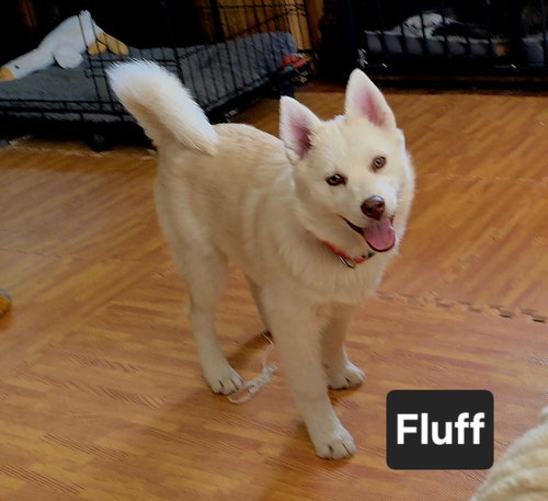 Fluff, an adoptable Husky in Sandy, UT
