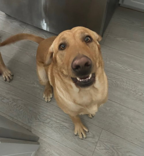 Ramses The Great, an adoptable Labrador Retriever in Sandy, UT