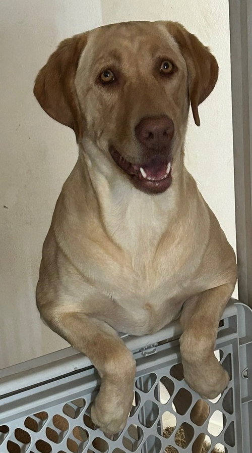 Shiloh Grace, an adoptable Labrador Retriever in Sandy, UT
