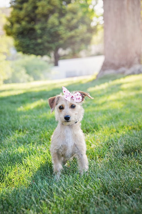 Thembi, an adoptable Terrier in Sandy, UT