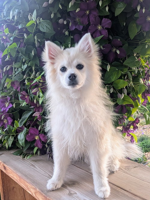 Marshmilo, an adoptable Husky in Sandy, UT