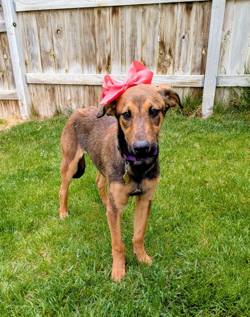 Akirrah, an adoptable Doberman Pinscher in Sandy, UT